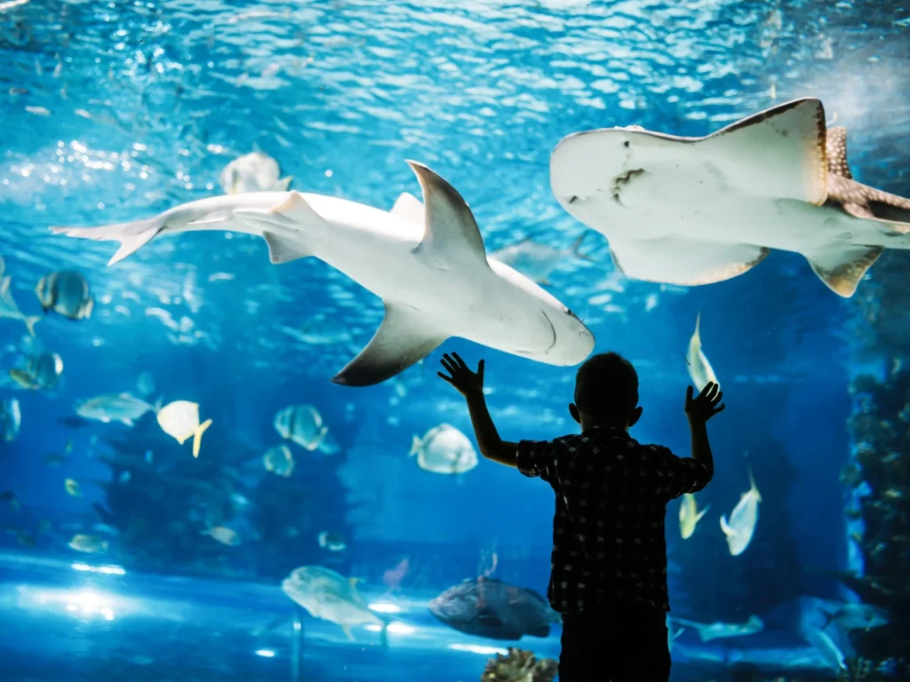 aquarium requins seaquarium le grau du roi