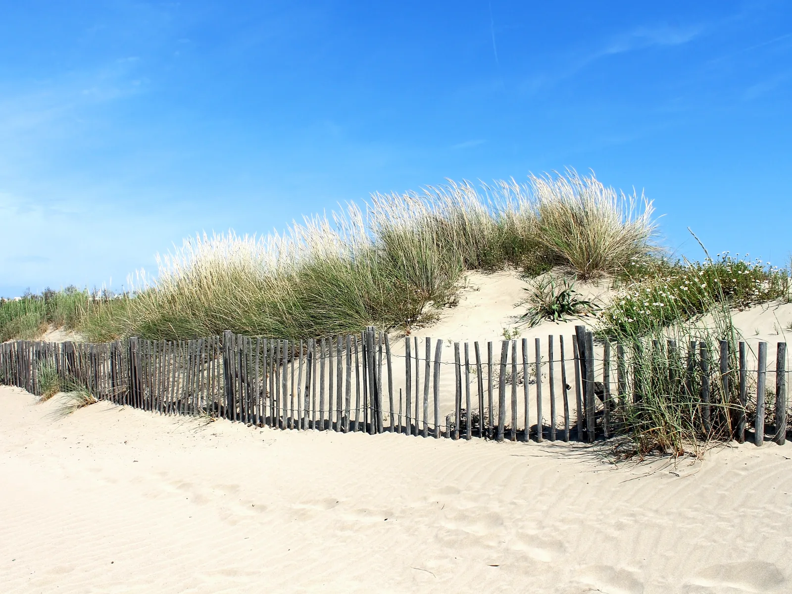 dunes plage grau du roi