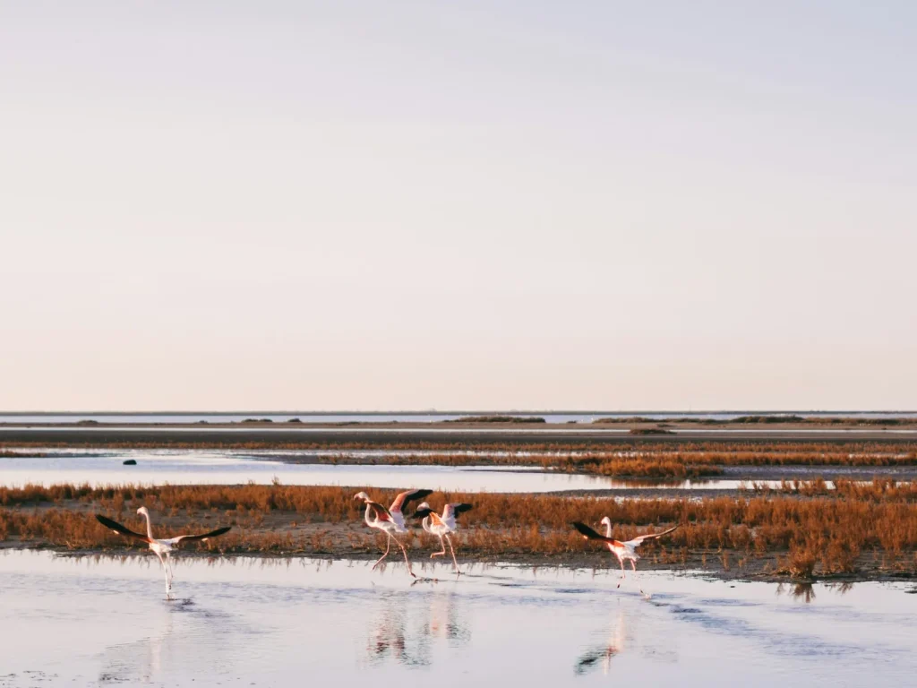etang camargue