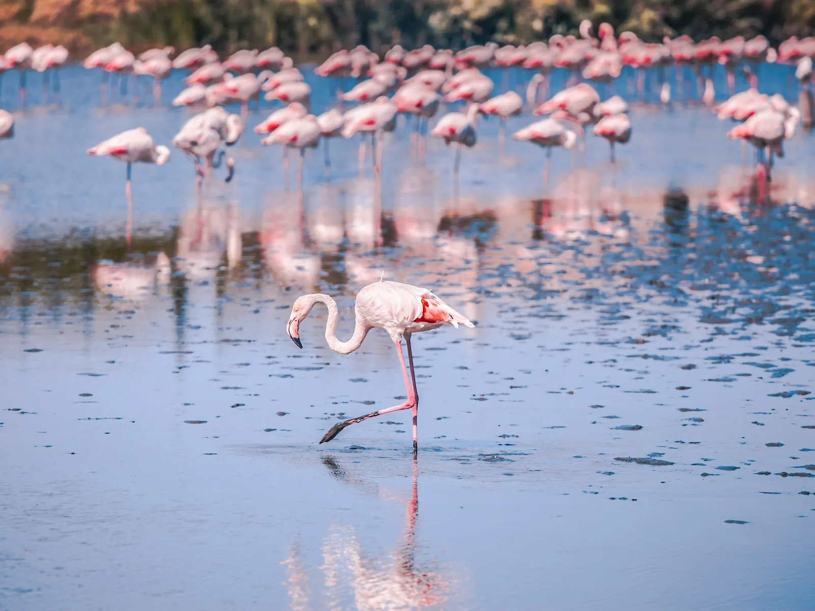 Un flamant rose dans les marais de Camargue
