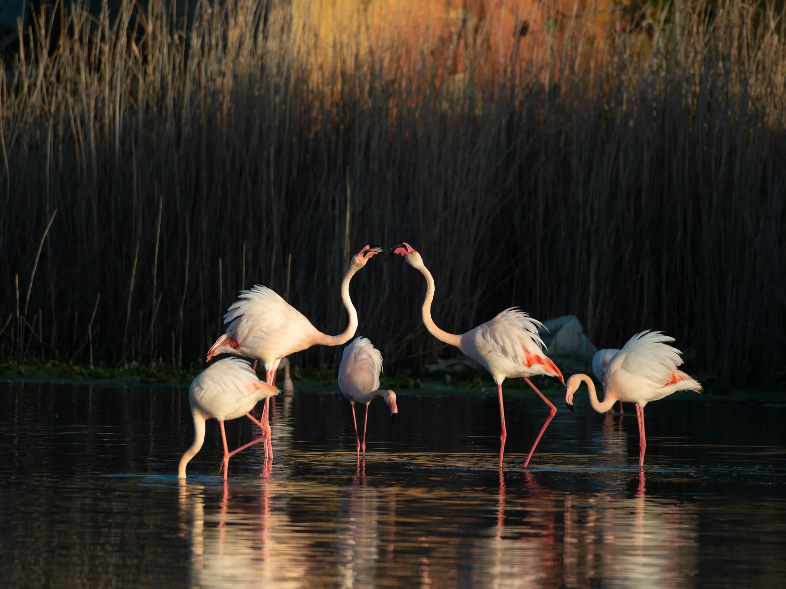 Flamants Roses Camargue