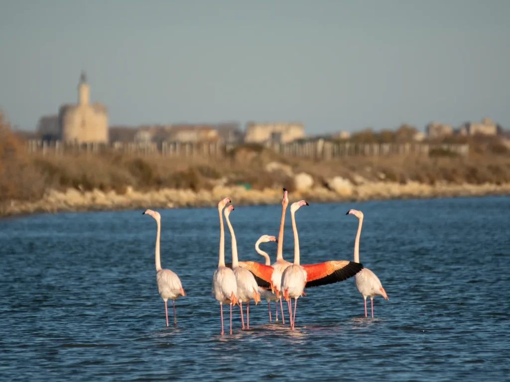 flamants roses grau du roi flamants roses grau du roi
