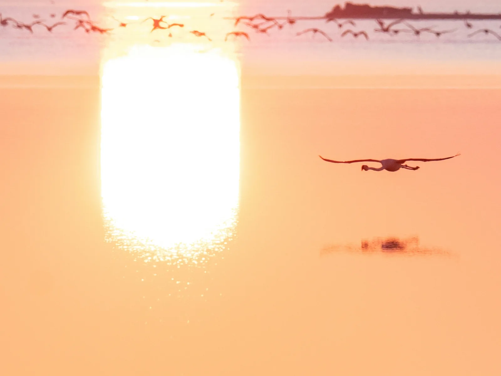 Oiseaux au coucher du soleil en Camargue